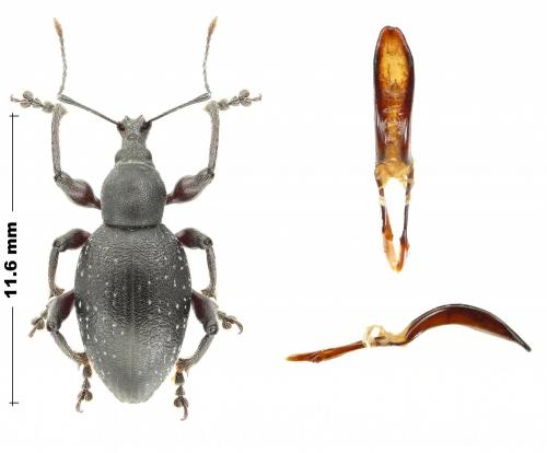 Réf. 248 833 : Otiorhynchus clavipes